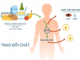 NHỮNG PHƯƠNG PHÁP TĂNG CƯỜNG TRAO ĐỔI CHẤT TRONG CƠ THỂ HIỆU QUẢ