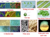 NHU CẦU DINH DƯỠNG CỦA VI SINH VẬT TRONG XỬ LÝ NƯỚC THẢI VÀ NHỮNG VẤN ĐỀ CẦN QUAN TÂM