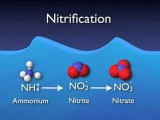 CÁCH TÍNH ĐỘ KIỀM CẦN THIẾT CHO QUÁ TRÌNH NITRAT HÓA