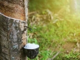 THÀNH PHẦN, ĐẶC TRƯNG NƯỚC THẢI CHẾ BIẾN CAO SU
