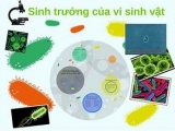 CÁC GIAI ĐOẠN PHÁT TRIỂN CỦA VI SINH TRONG XỬ LÝ NƯỚC THẢI