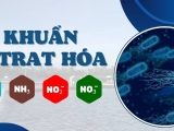 BẠN BIẾT GÌ VỀ VI KHUẨN NITRAT HÓA?