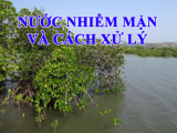 CÁC PHƯƠNG PHÁP XỬ LÝ NƯỚC MẶN VÀ GIỚI HẠN CHỊU MẶN CỦA CÂY TRỒNG